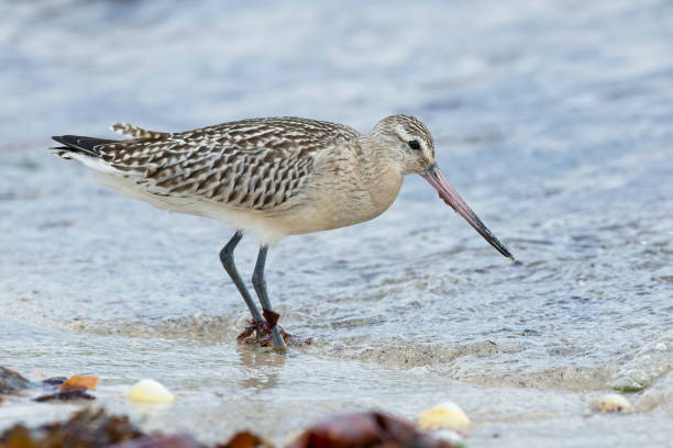 istock Bar Tailed Godwit in Habitat 1309479088