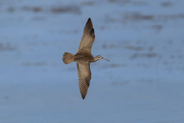 istock Hudsonian Whimbrel in Habitat 1309479117