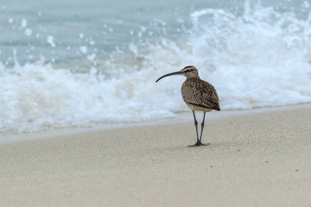 istock Hudsonian Whimbrel in Habitat 1309479121