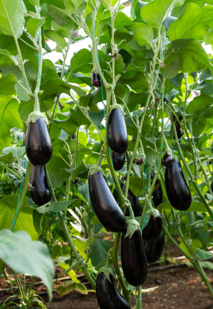 istock Ripe eggplants growing in the vegetable garden 1309479408
