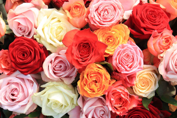 istock Colorful wedding roses 1309479960
