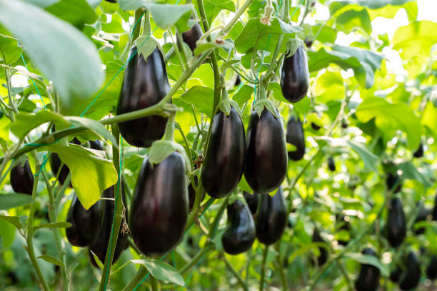 Ripe eggplants growing in the vegetable garden stock photo
