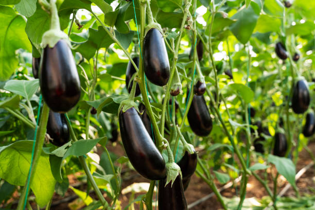 istock Ripe eggplants growing in the vegetable garden 1309480005