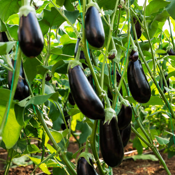 istock Ripe eggplants growing in the vegetable garden 1309480020