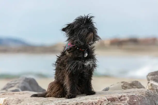 Cairn terrier sitting on stones at the beach