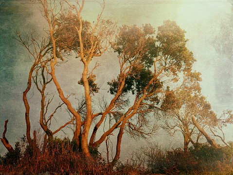 My original photo of Banksia trees twisted and warped by winds blowing off the northern NSW coast has been transformed using the Mextures app to create a vintage feel to the image
