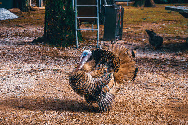 turkey in a farm - 24417 imagens e fotografias de stock