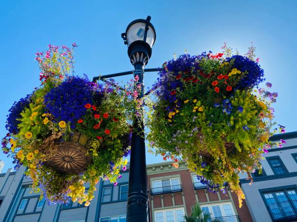 Hanging baskets of flowers and a light