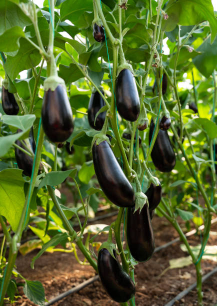 istock Ripe eggplants growing in the vegetable garden 1309481452
