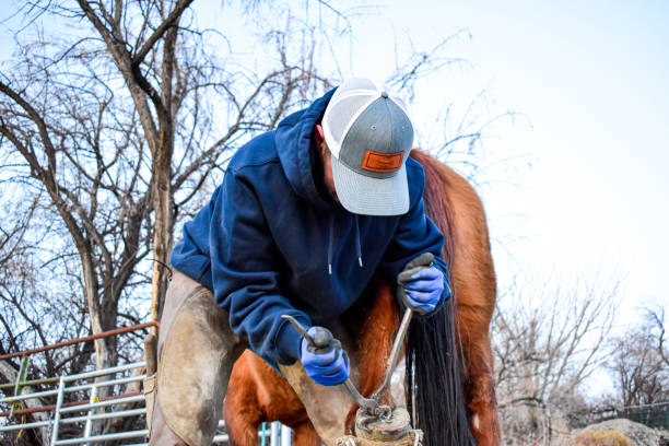 istock Horse Shoeing Farrier 1309482348
