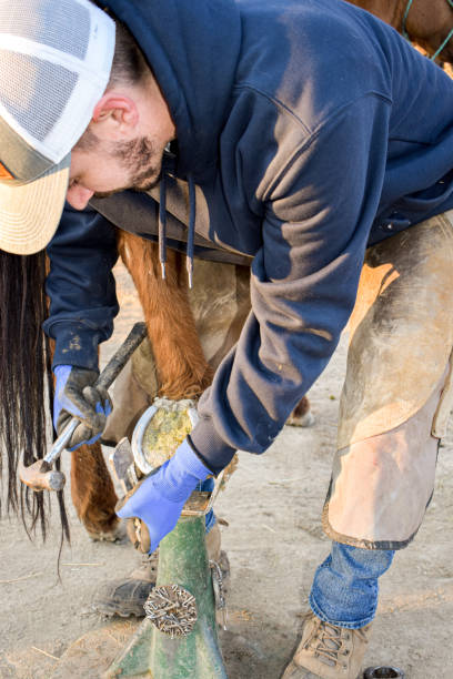 istock Horse Shoeing Farrier 1309482394