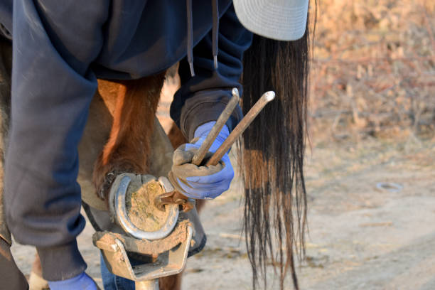 istock Horse Shoeing Farrier 1309482464