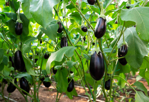 istock Ripe eggplants growing in the vegetable garden 1309482557