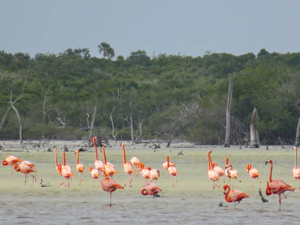 istock Flamingos in Ria Lagartos National Park 1309483435
