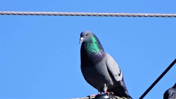 istock Birds in the Urban 1309483447