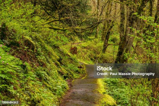 Latourell Falls Rainforest Pathway Stock Photo - Download Image Now - Cliff, Color Image, Columbia River