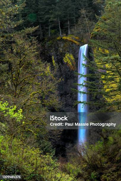Latourell Falls With Tree From Trailhead Parking Lot Stock Photo - Download Image Now