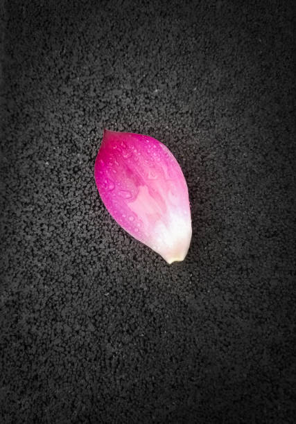 Close up of lotus petals
