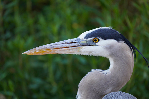 Great Blue Heron Closeup