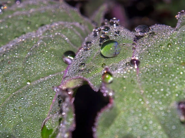 Macro photography of rain drops on a kale leaf. Captured at a farm near the colonial town of Villa de Leyva, Colombia.