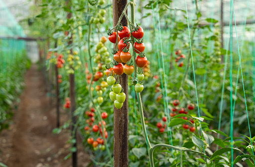 Organic fresh cherry tomatoes growing in a greenhouse