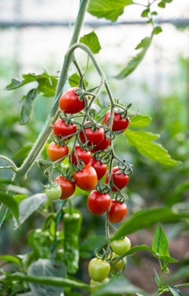 istock Organic fresh cherry tomatoes growing in a greenhouse 1309485421
