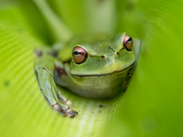 istock Macro photography of a green dotted treefrog hidden in a leaf 1309485563