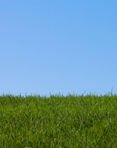 istock green grass and blue sky background 1309487360