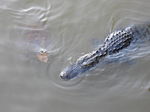 istock American Alligator and Florida Softshell Turtle swimming together 1309487485