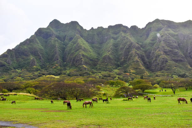 istock Hawaii mountains and horses 1309487509
