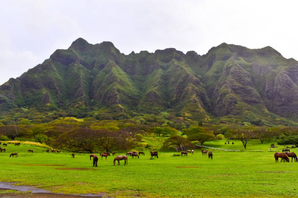 istock Hawaii mountains and horses 1309487540