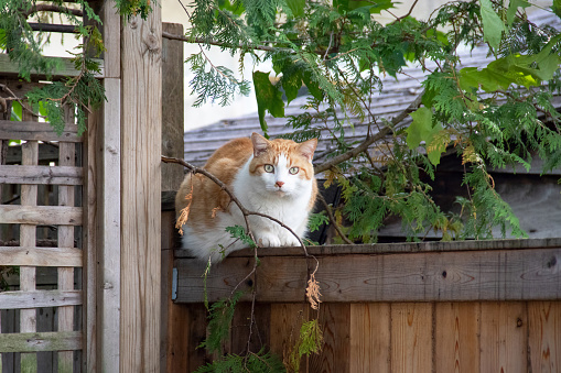 Outdoor cat with gorgeous bright green eyes resting on a neighbour's fence