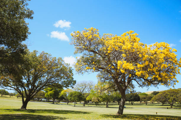árbol en flor, tabebuia aurea, oahu, hawái | paisaje natural - fondo de pantalla hd de primavera fotografías e imágenes de stock