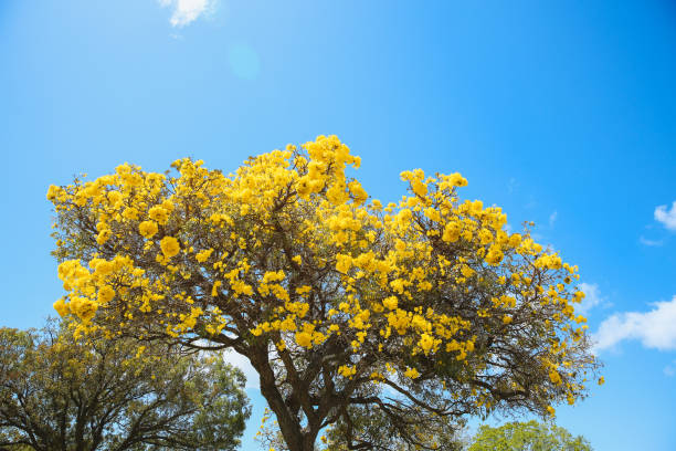 istock Flowering tree, Tabebuia aurea, Oahu, Hawaii | Nature Landscape 1309491818
