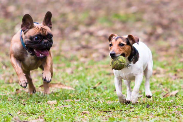 istock French Bulldog and Jack Russel Terrier playing with a ball 1309491872