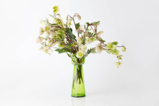 istock lenten flowers on white background in a vase 1309492767