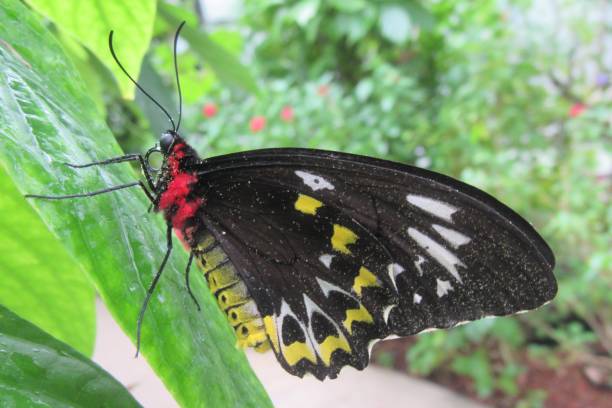 istock Black red yellow butterfly 1309494207