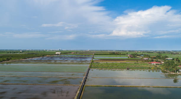 vista panorámica aérea del paisaje sobre el arrozal - cotton photography cloud plantation fotografías e imágenes de stock