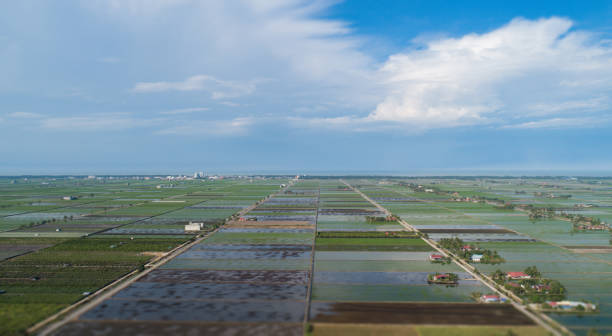 vista panorámica aérea del paisaje sobre el arrozal - cotton photography cloud plantation fotografías e imágenes de stock