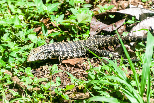istock Lizard in National Park Iguacu, Brazil 1309494488