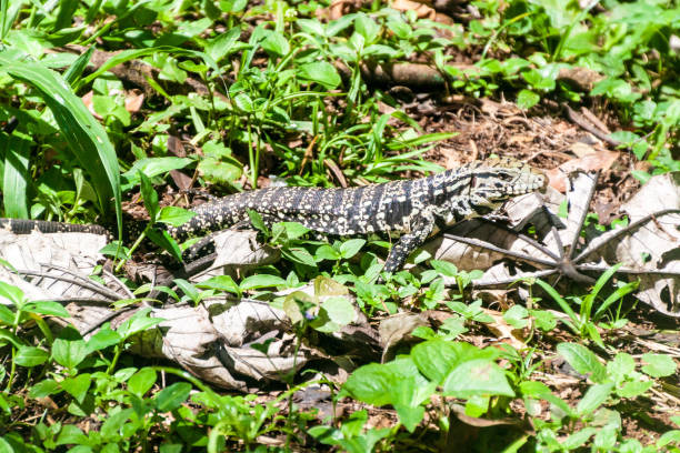 istock Lizard in National Park Iguacu, Brazil 1309494492