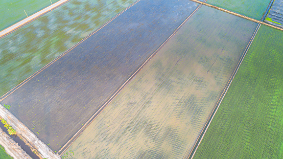Panoramic landscape aerial view over rice paddy field shortly after after sowing. Agriculture fields in spring.the young rice plants are very, reflections of the sky in the water. Tilt shift effect