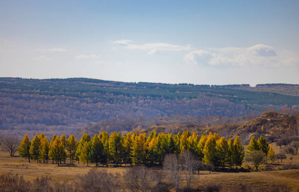 Ulan Butan, Inner Mongolia. Autumn grasslands and village. solidarity tree