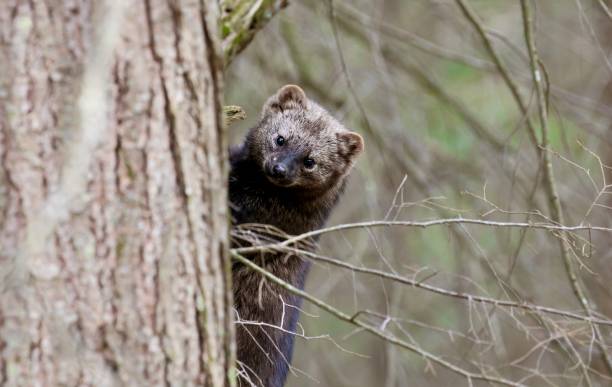 Fisher Climbing A Tree In The Wild Wildlife Photography mink fur stock pictures, royalty-free photos & images