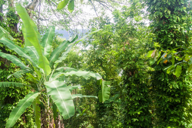 istock Jungle near Paraty, Brazil 1309498862