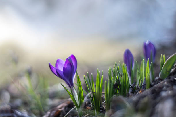 istock Spring purple crocus flowers. First crocuses, bokeh background. 1309500389