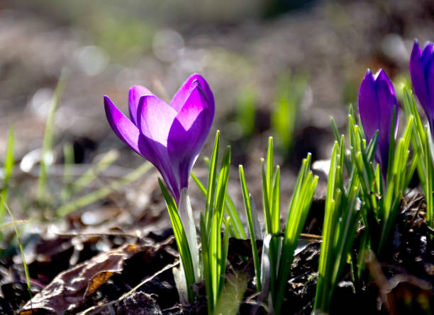 istock Spring crocus flowers. First crocuses on sunny morning. 1309500397