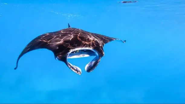 Manta ray flying in the blue of Mayotte lagoon Indian Ocean