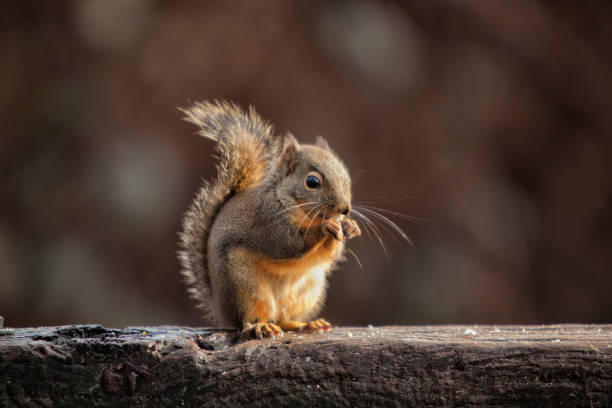 eichhörnchen im licht, vancouver, kanada - eichhörnchen stock-fotos und bilder