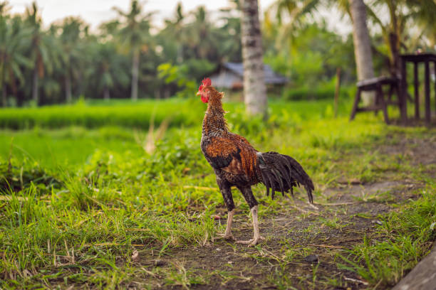 istock big beutiful rooster walking in green grass 1309505681